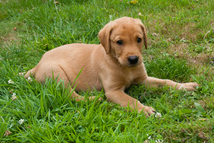 Fox Red Labrador Puppies for Sale - May 2017 Litter